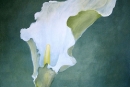 Arum Lily
